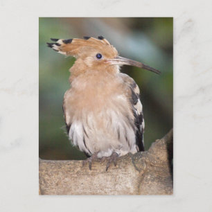 Postal de hoopoe