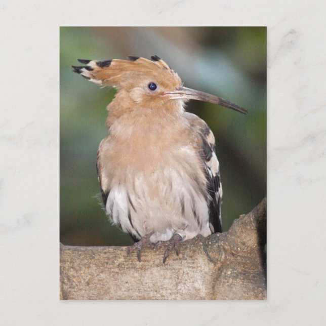 Postal de hoopoe (Anverso)