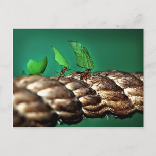 Postal de hormigas de leafcutter