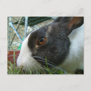 Postal de Humbug Bunny