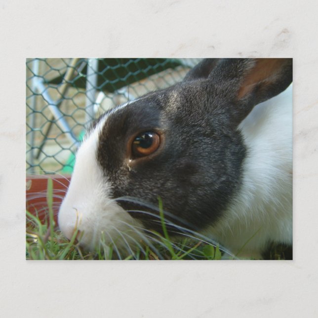 Postal de Humbug Bunny (Anverso)