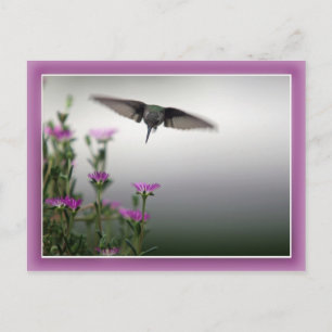 Postal de Hummingbird
