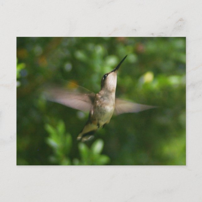 Postal de Hummingbird (Anverso)