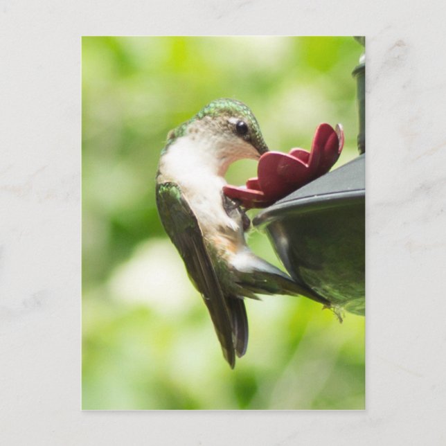 Postal de Hummingbird (Anverso)