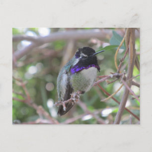 Postal de Hummingbird