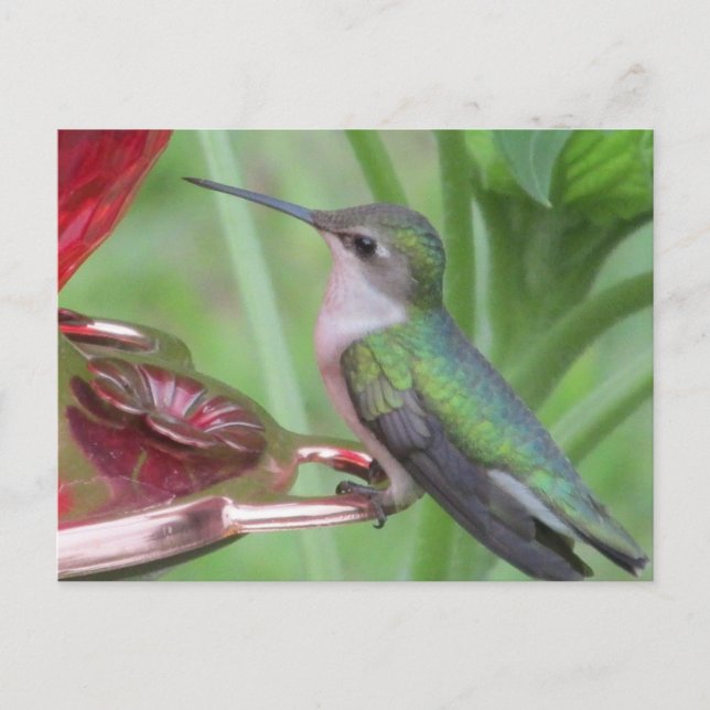 Postal de Hummingbird (Anverso)