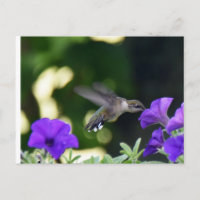 Postal de Hummingbird
