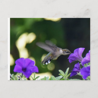 Postal de Hummingbird