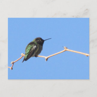 Postal de Hummingbird