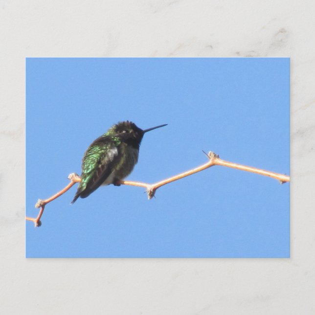 Postal de Hummingbird (Anverso)