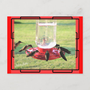 Postal de Hummingbird