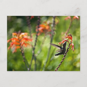 Postal de Hummingbird