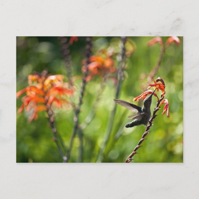 Postal de Hummingbird (Anverso)