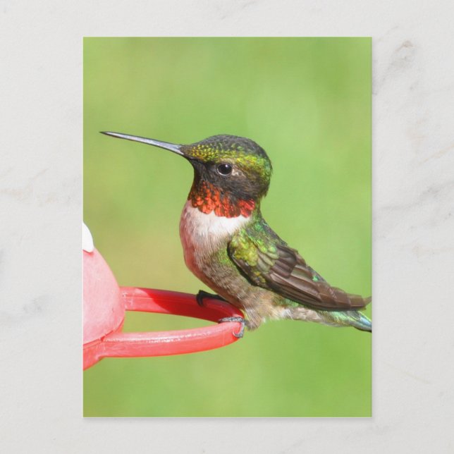 Postal de Hummingbird (Anverso)