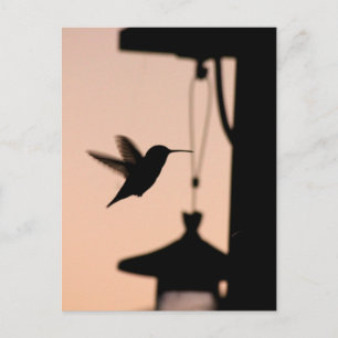 Postal de Hummingbird