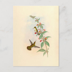 Postal de Hummingbirds y Flores