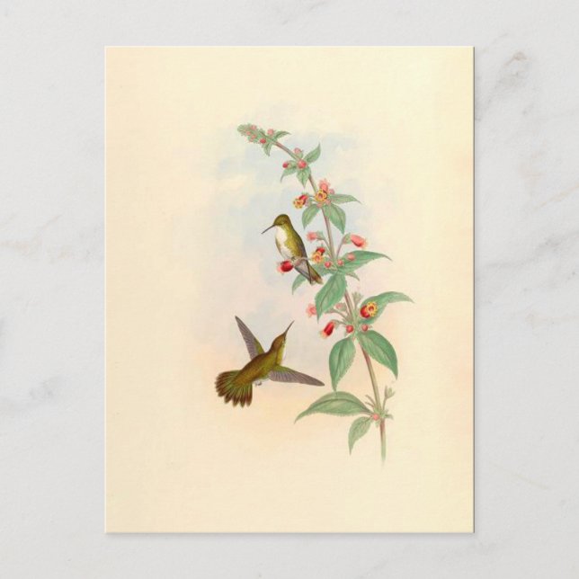 Postal de Hummingbirds y Flores (Anverso)