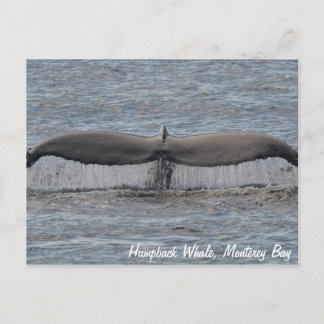 Postal de humpback de ballenas fluye