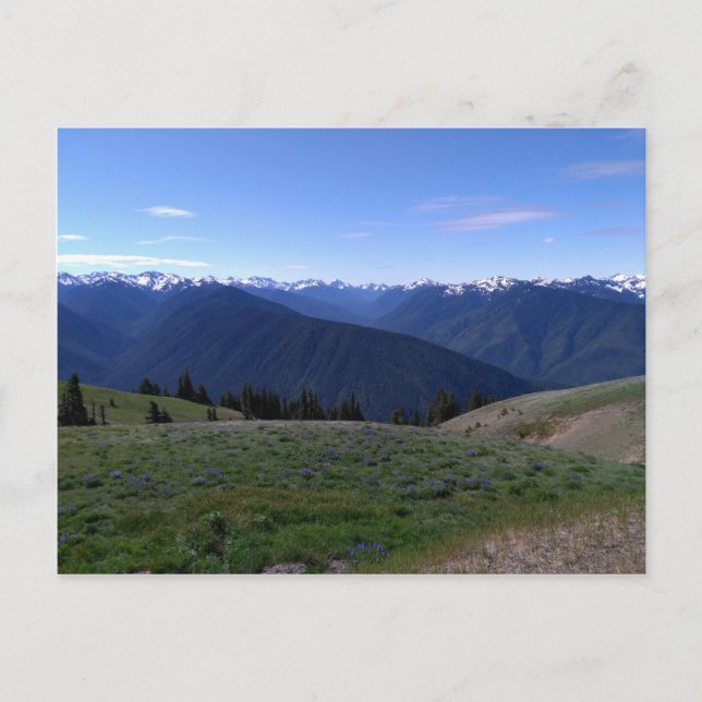 Postal de Hurricane Ridge - Parque Nacional Olímpi (Anverso)