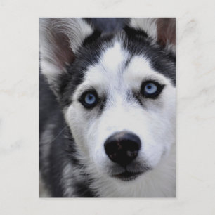 Postal de Husky Puppy