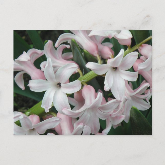 Postal de Hyacinths (Anverso)
