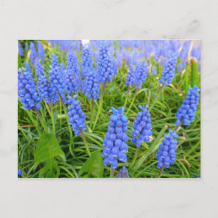 Postal de Hyacintos de Uva