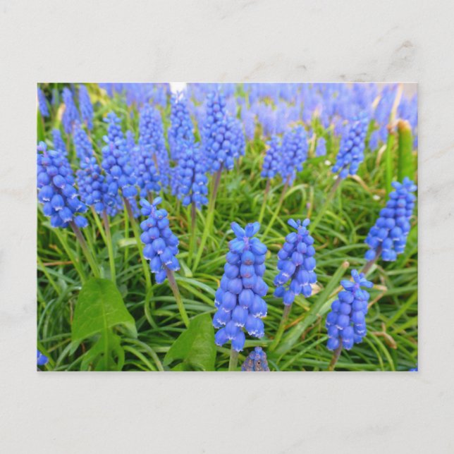 Postal de Hyacintos de Uva (Anverso)
