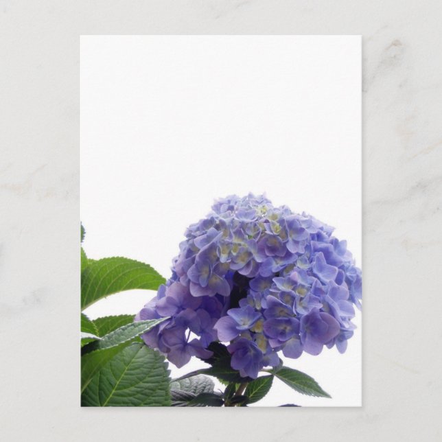 Postal de Hydrangea Bush (Anverso)