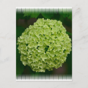 Postal de Hydrangea Verde