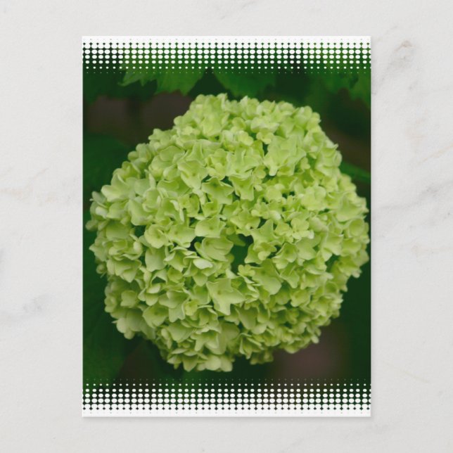 Postal de Hydrangea Verde (Anverso)
