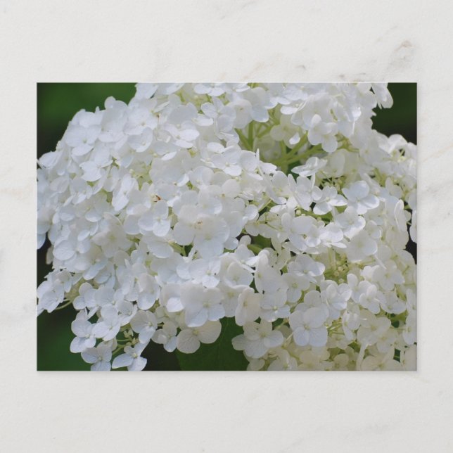Postal de Hydrangeas blancas (Anverso)