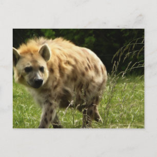 Postal de Hyena