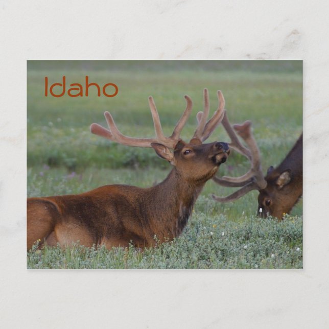 postal de Idaho elk (Anverso)