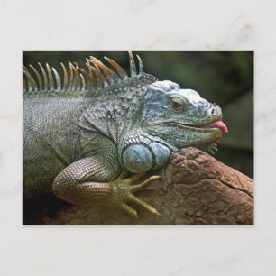 Postal de Iguana