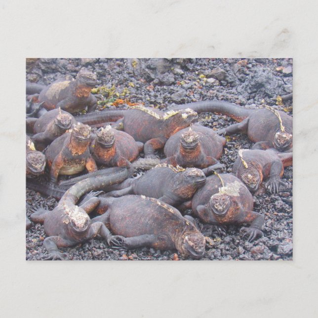postal de iguanas de galapagos (Anverso)
