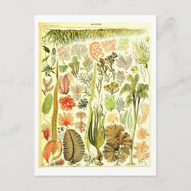 Postal de Ilustracion botánico de Alga de la Vinta (Anverso)