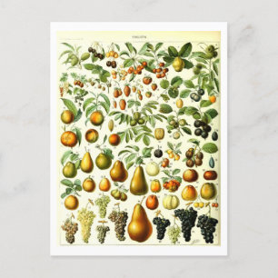 Postal de Ilustracion botánico de frutas de época