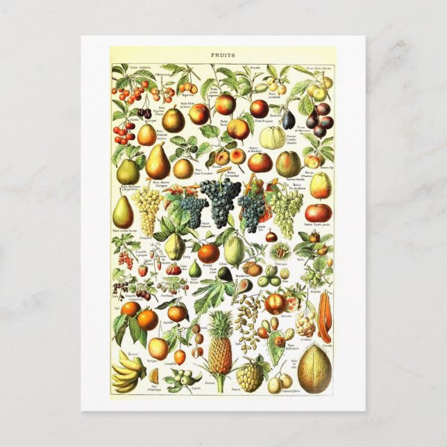 Postal de Ilustracion botánico de frutas de época (Anverso)