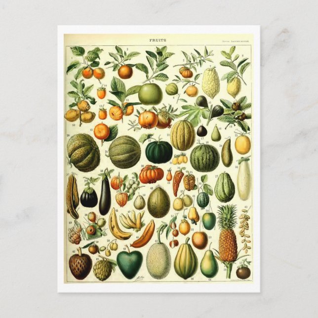 Postal de Ilustracion botánico de frutas de época (Anverso)