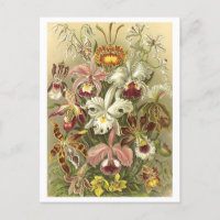 Postal de Ilustracion botánico Orquídeas Vintage