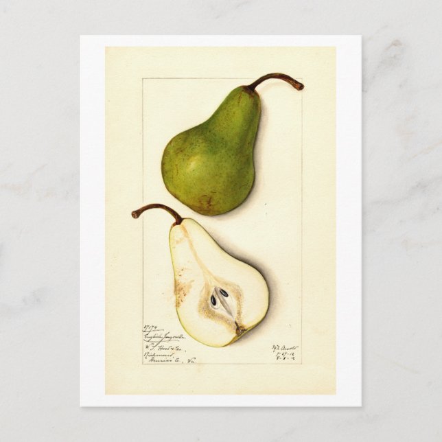 Postal de Ilustracion botánico Pear Vintage (Anverso)