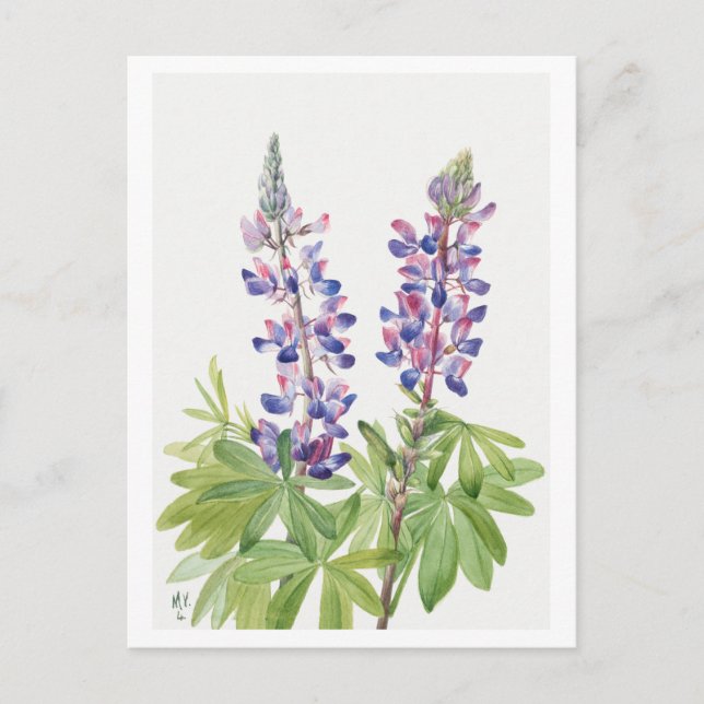 Postal de Ilustracion Botánico Purple Lupine (Anverso)