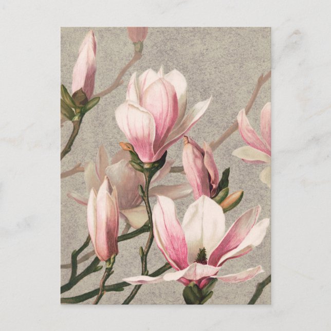 Postal de Ilustracion botánico vintage (Anverso)