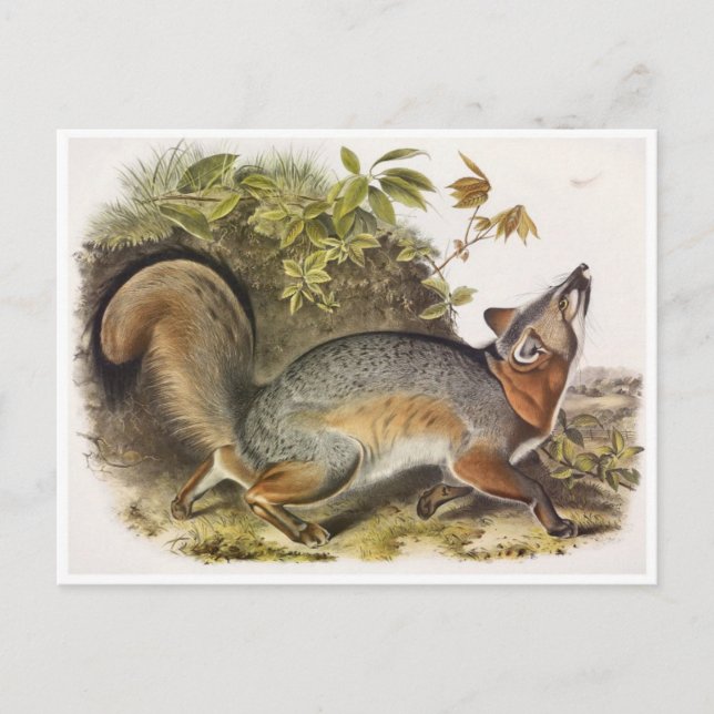 Postal de Ilustracion de época (Anverso)