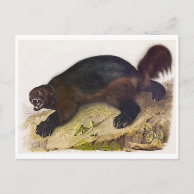 Postal de Ilustracion de época (Anverso)