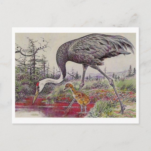 Postal de Ilustracion de época (Anverso)