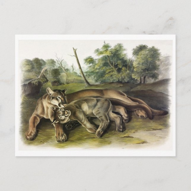 Postal de Ilustracion de época (Anverso)
