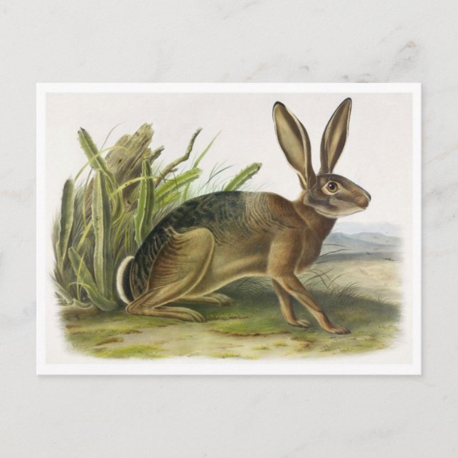 Postal de Ilustracion de época (Anverso)