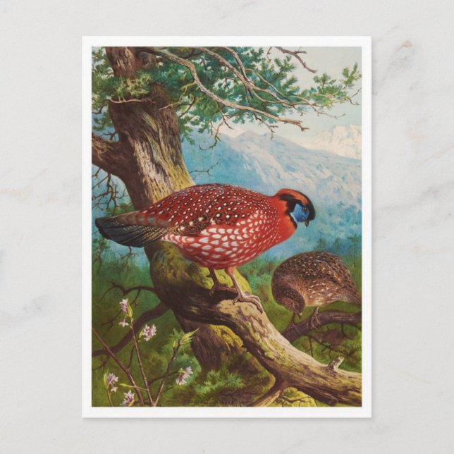 Postal de Ilustracion de época (Anverso)