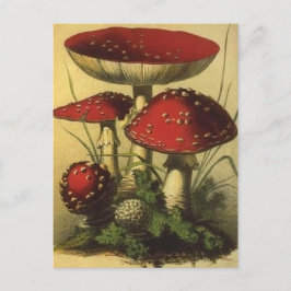 Postal de Ilustracion de época